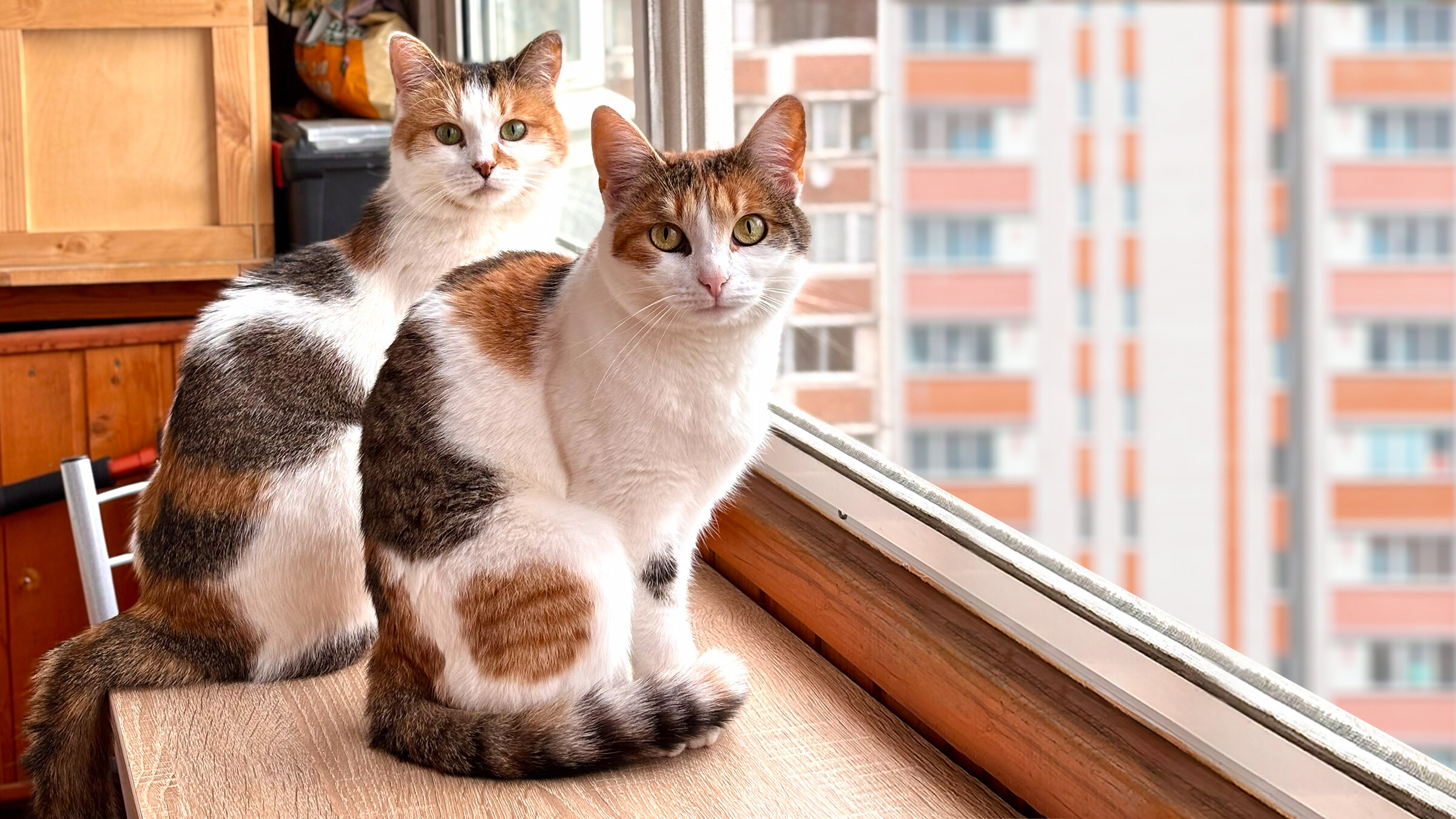 Кошкин дом за 14 миллионов: как редактор «Я так живу» выбирала квартиру на вторичке в Москве