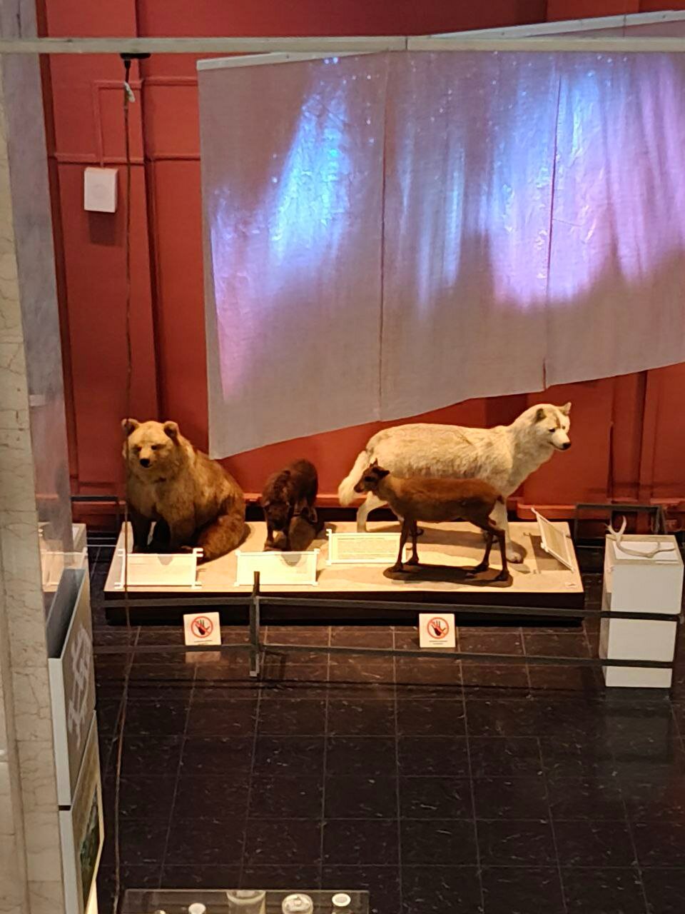 Северное сияние как часть экспозиции







