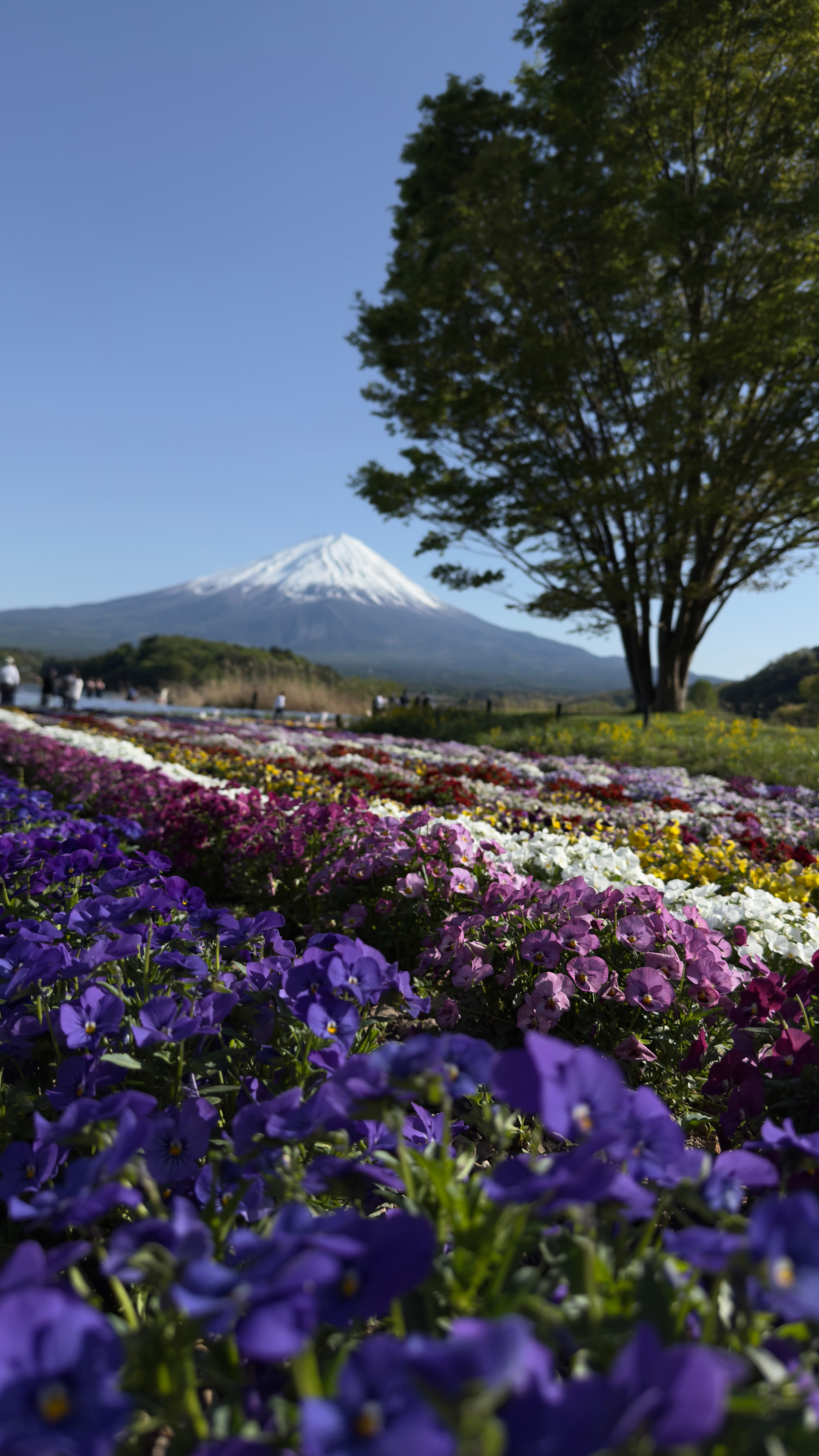 Месяц в Японии: как уехать надолго, если ты не фрилансер и не миллионер