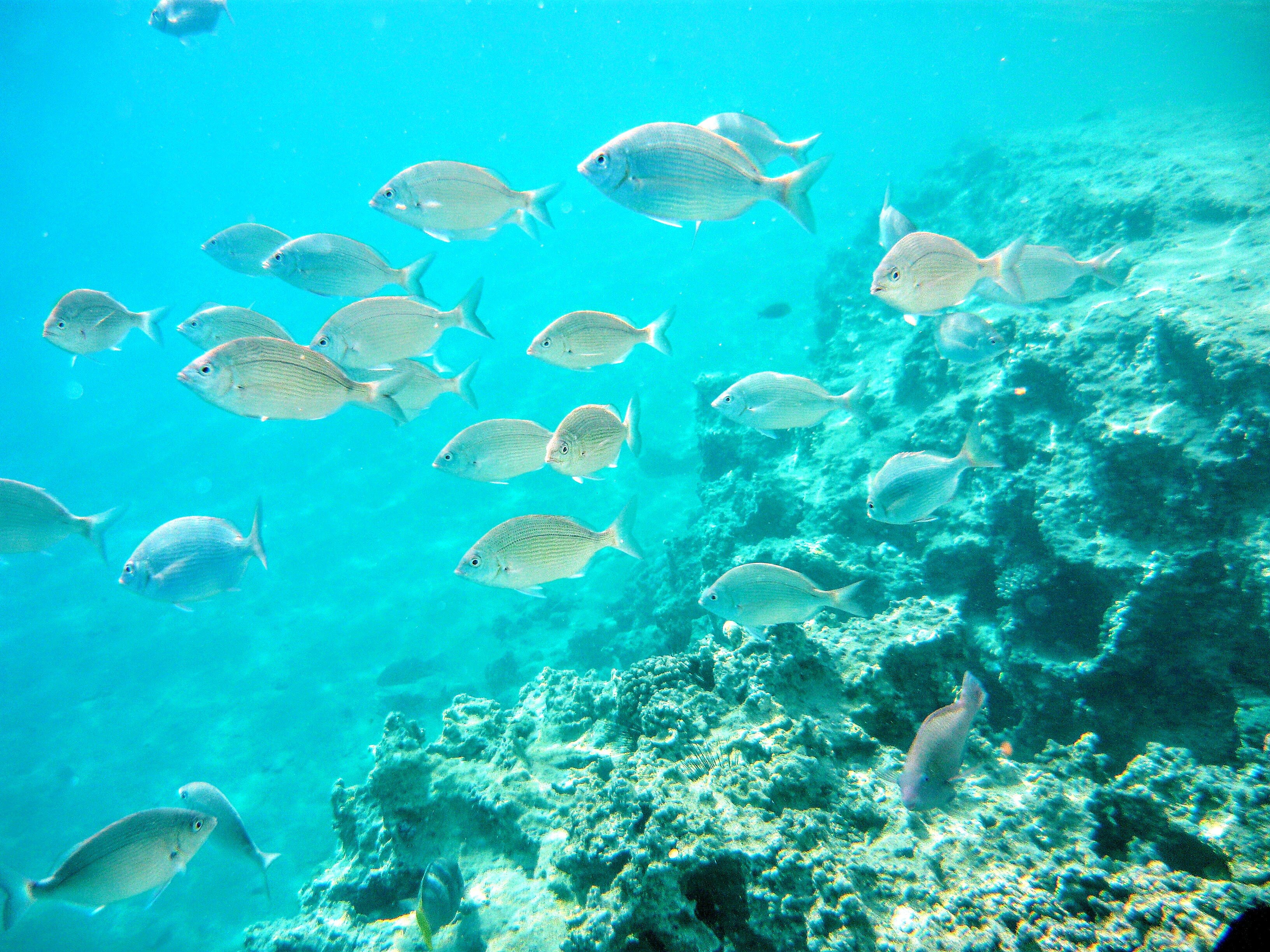 Шаркс-Бэй: как я познакомился с живым городом на дне Красного моря
