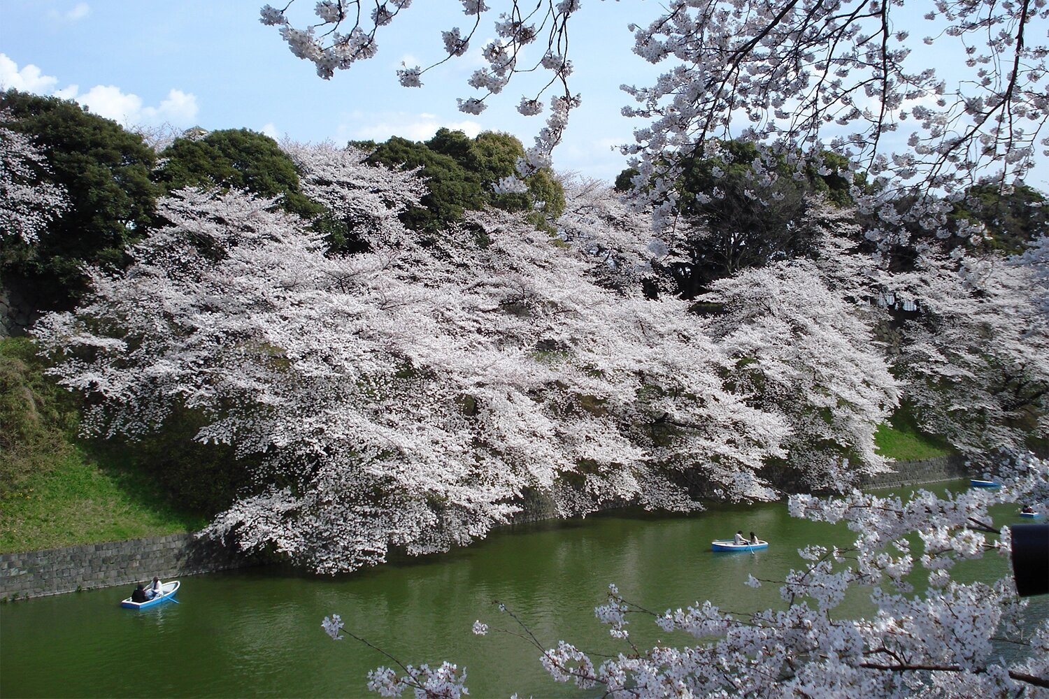 Раннее бронирование туров в Японию на сезон сакуры выросло на треть