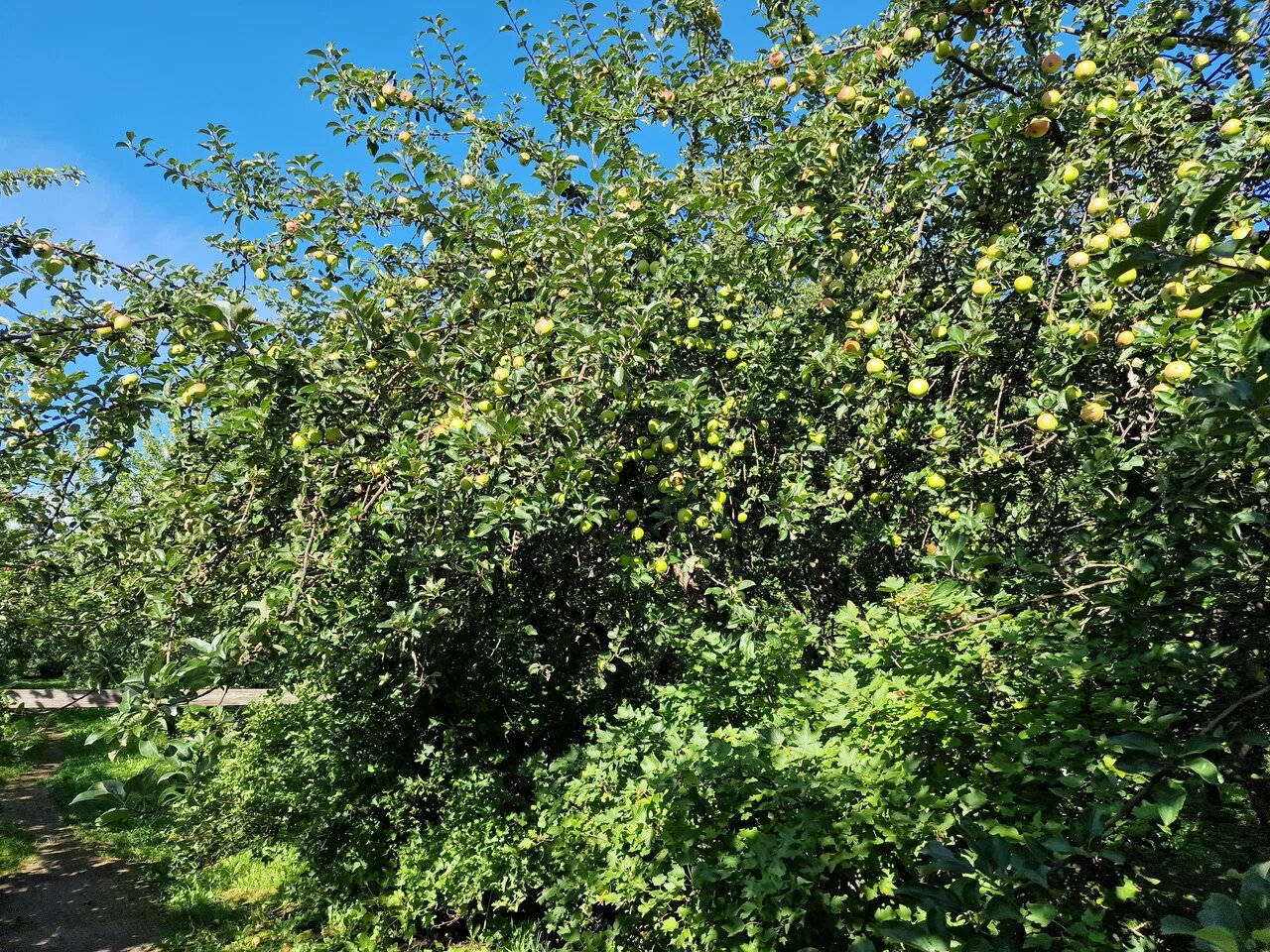 Верхний сад — яблоневый.