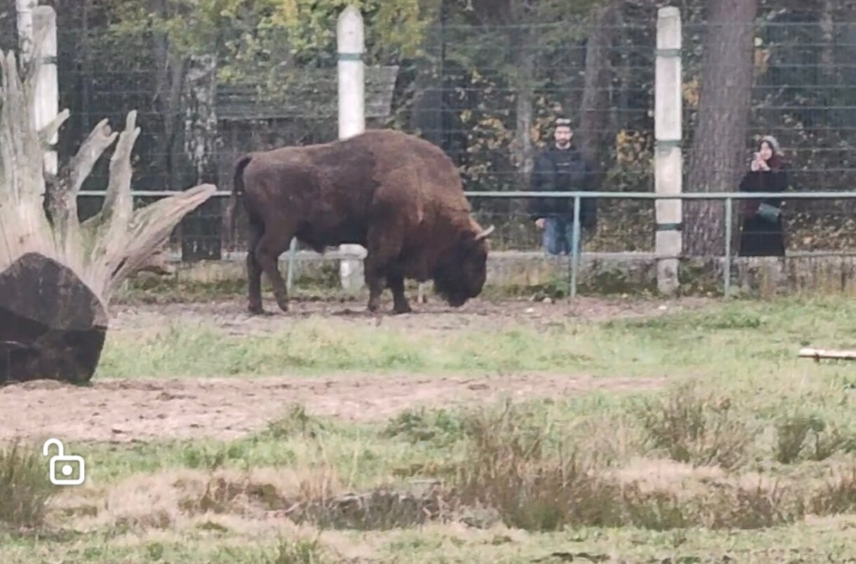 Беларусь за 5 дней: зубры, дорожные знаки и древние замки