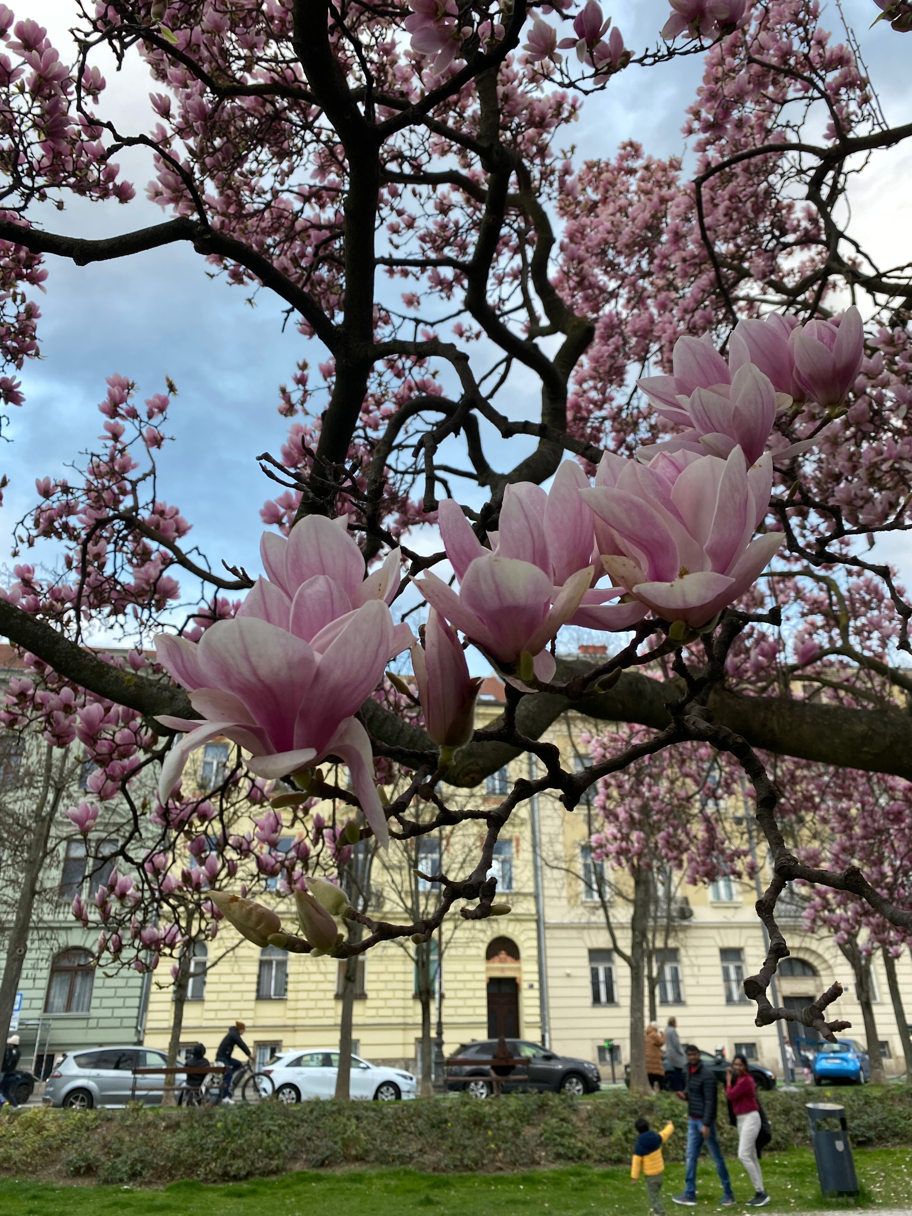 В это время Загреб весь в цветущей магнолии






