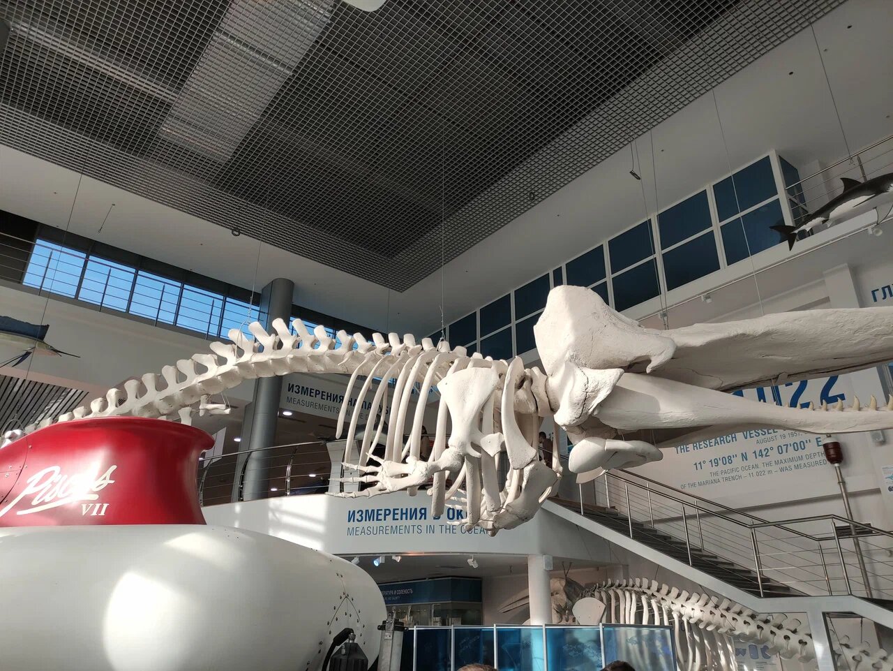 В главном корпусе вы увидите скелеты морских животных размером от двух миллиметров до 16 метров.
