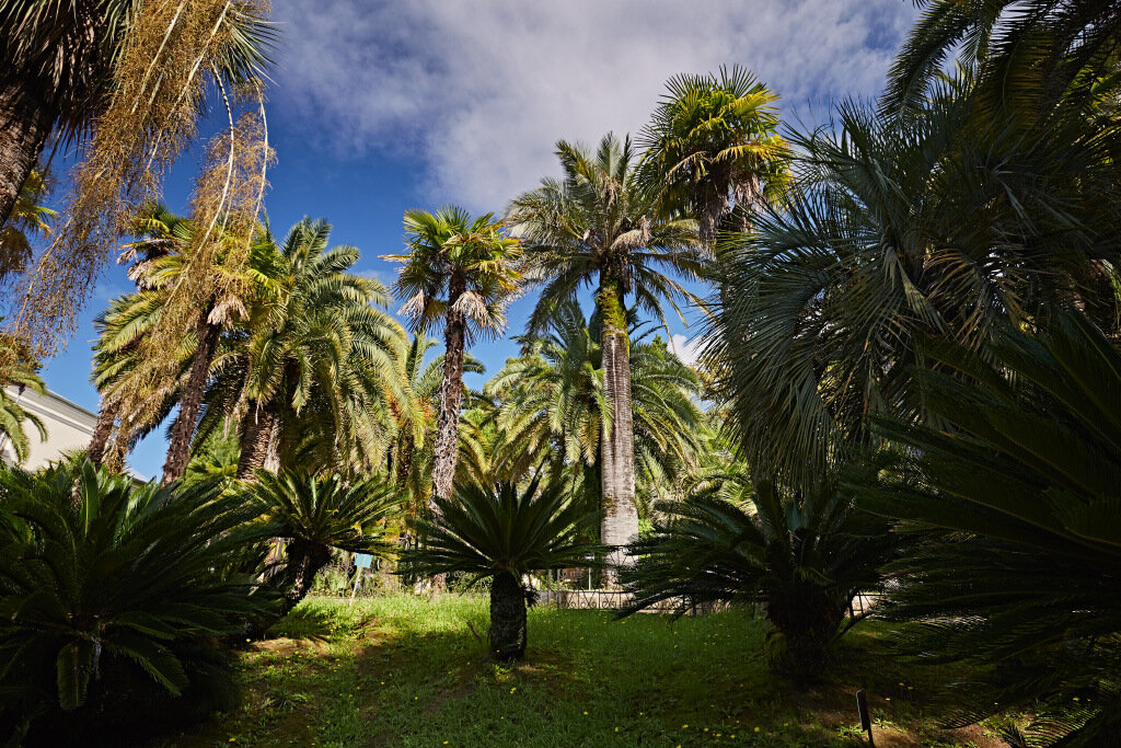 Побывать в тропиках, не выезжая из России, вполне реально
