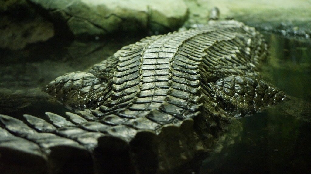 Московский паркинг будет опекать самку крокодила
