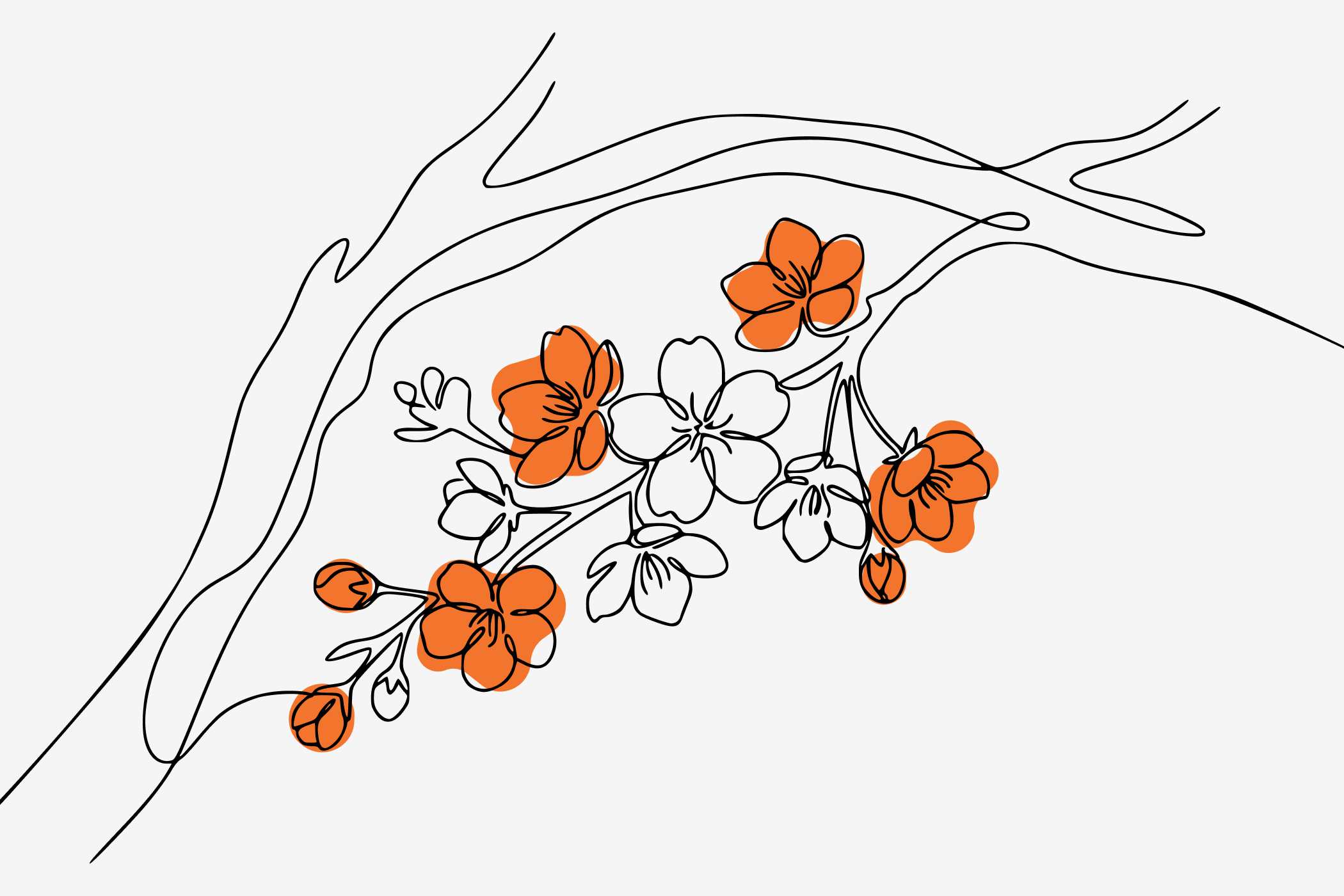 Как выбрать красивые декоративные деревья для сада