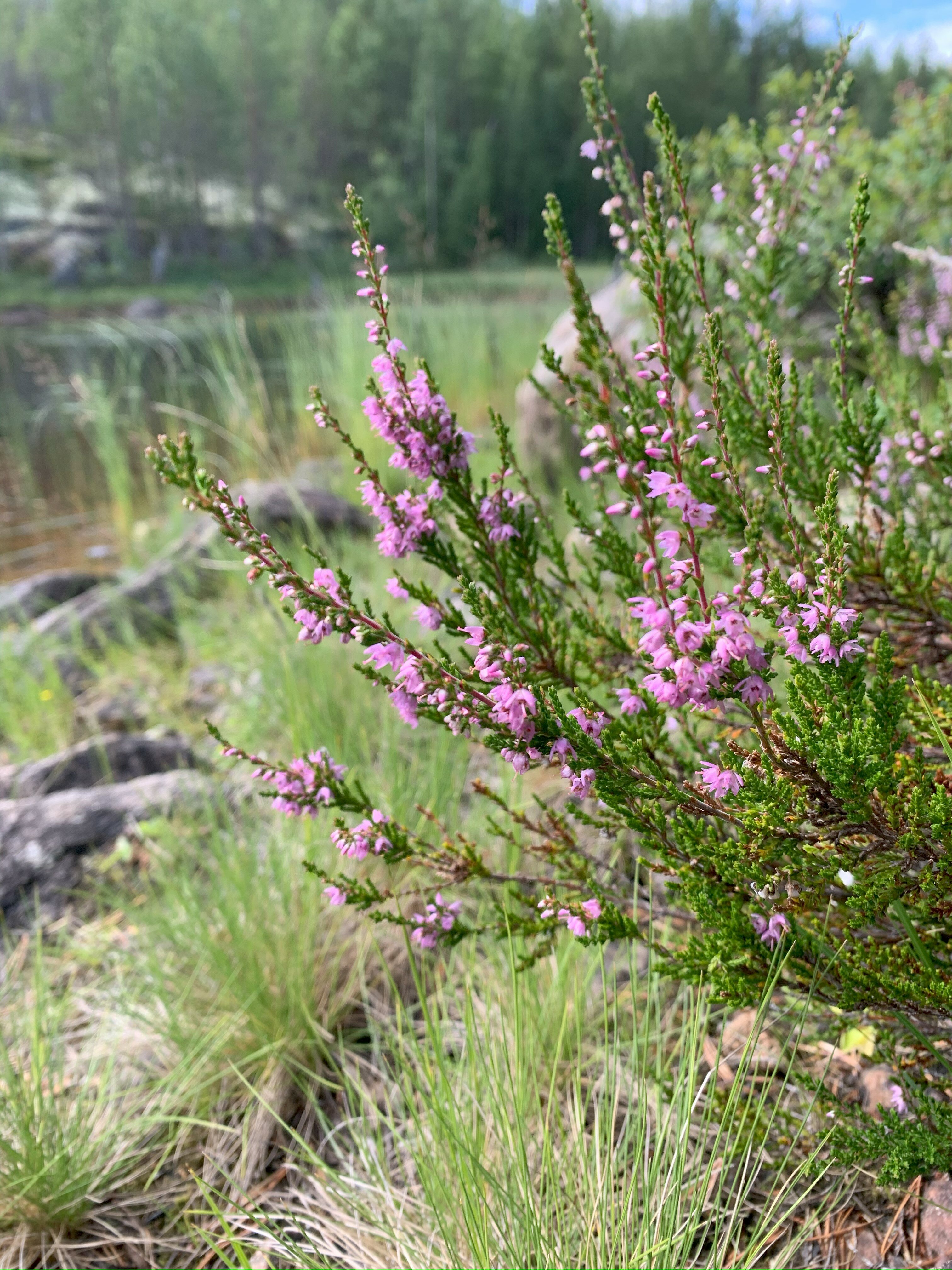 Нетронутая
природа Русского Севера, где растут десятки редких растений, а в море водятся морские звёзды, мидии, белухи и киты

