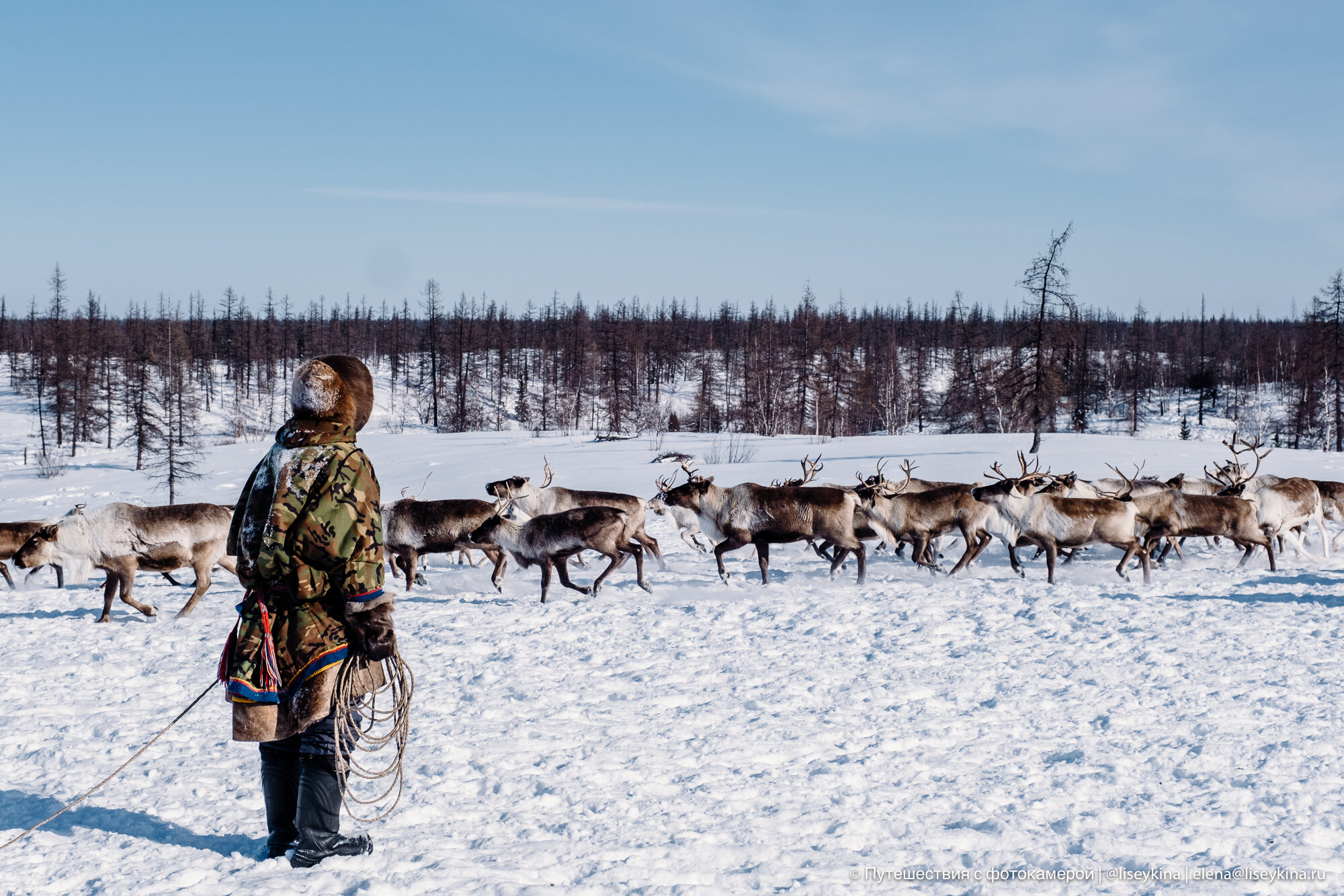 На Ямале тундровики соберутся вместе на Дне оленевода