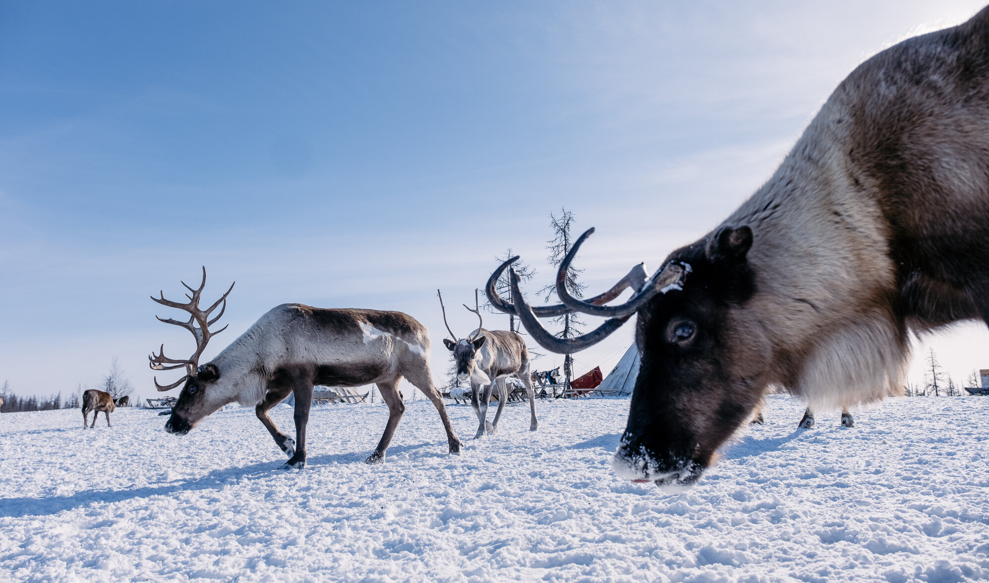 На Чукотке пройдёт самая длинная в России гонка на оленьих упряжках