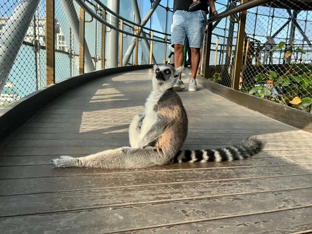 Животные могут усесться прямо посреди дорожки, поэтому смотрите под ноги, чтобы не наступить на кого-то.