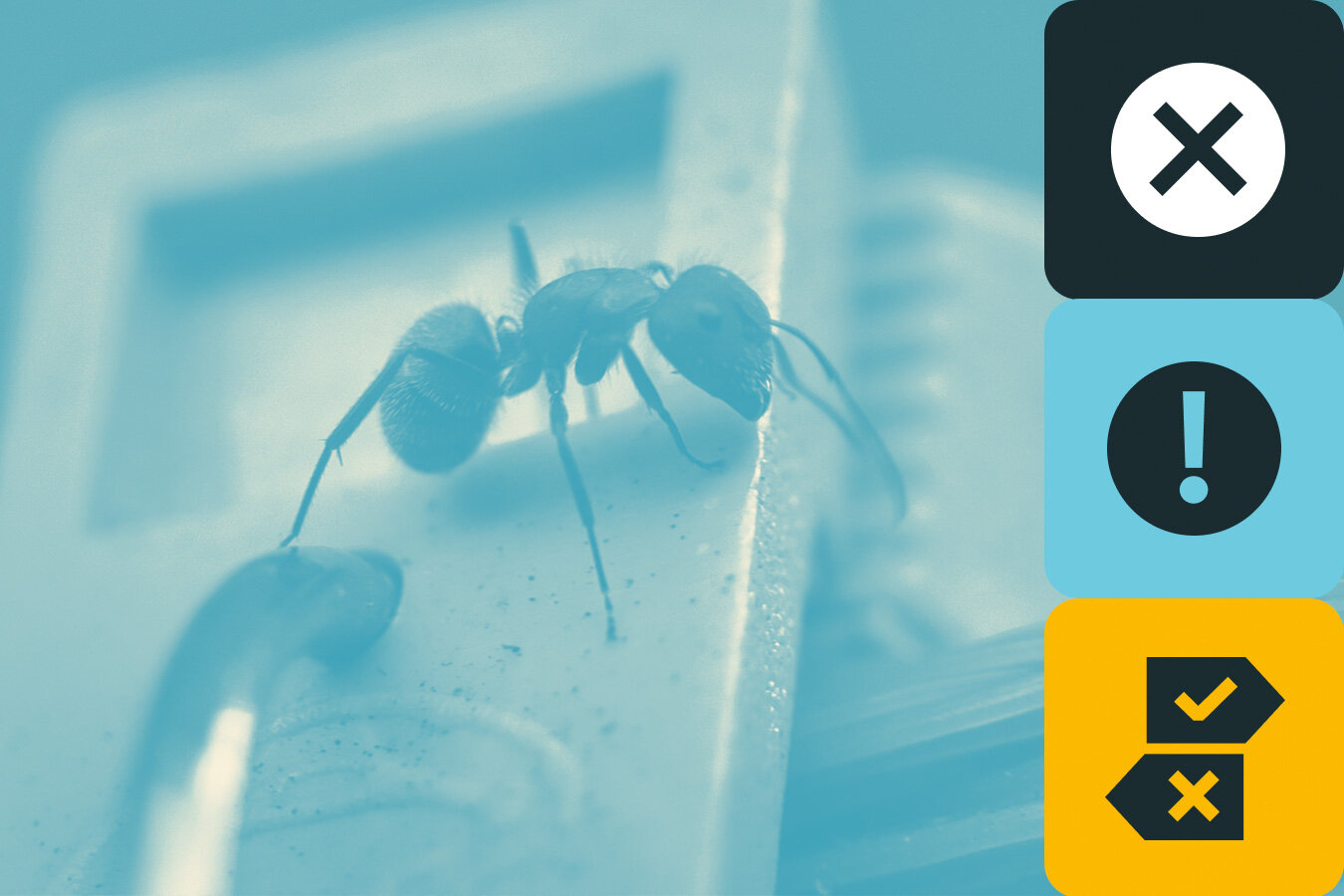 Как избавиться от муравьёв в квартире раз и навсегда