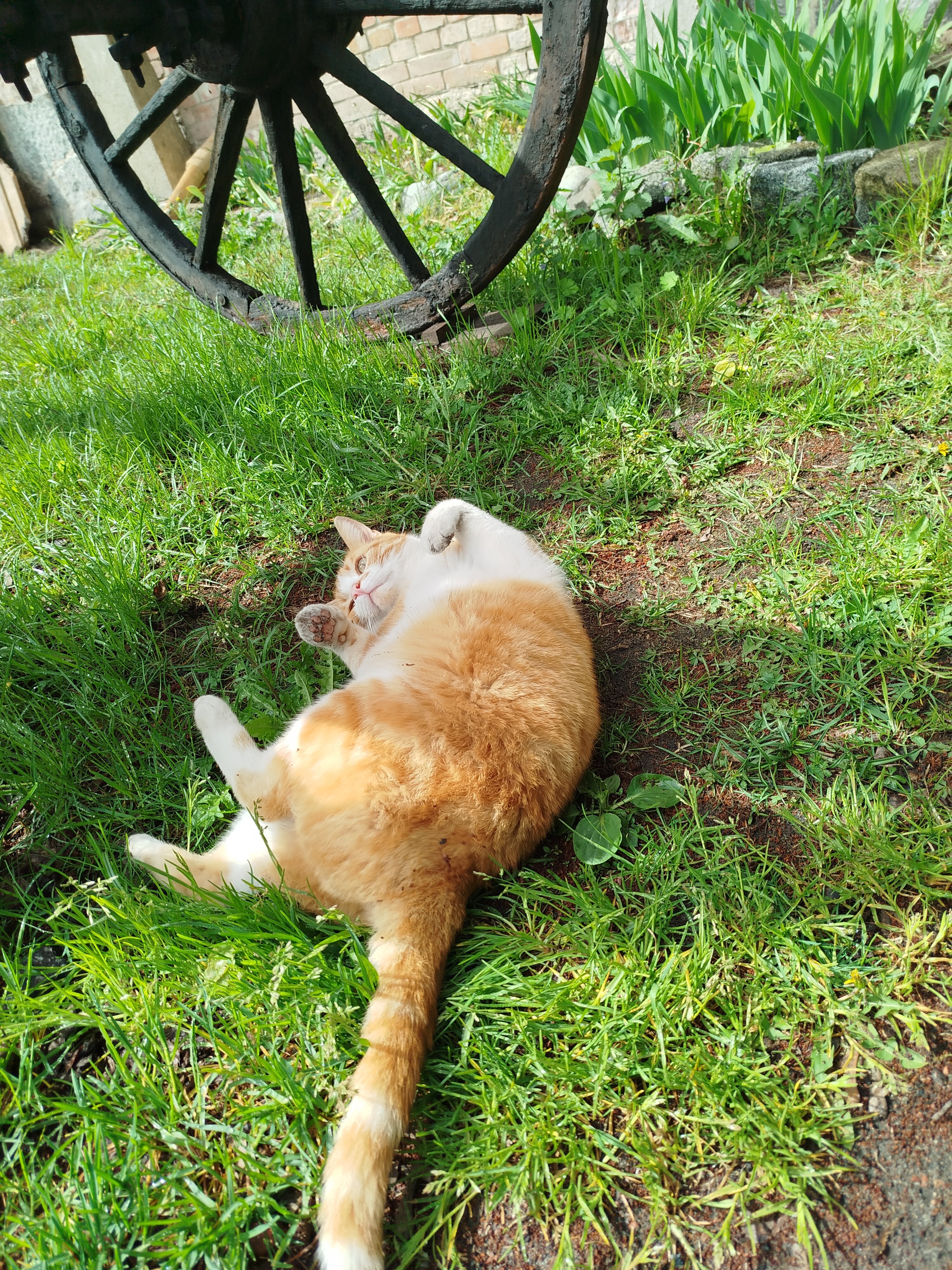 Калининград глазами новичка: котики, лебеди и дух Восточной Пруссии