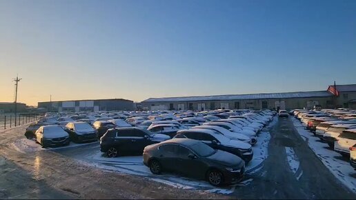 Qizlarning mushuklari