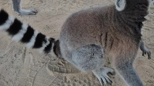 Nemis fermasida porno videolarni tomosha qilish