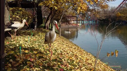 Arqon bilan boglangan kokrak fotosuratlari