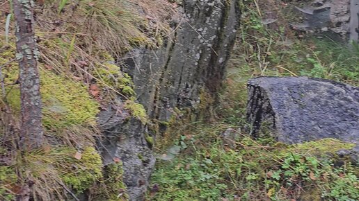 Хауа шафран порно