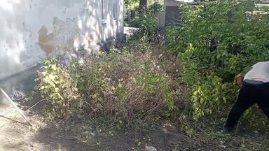 Уборка полисадника возле дома , выкарчевывание поросли .