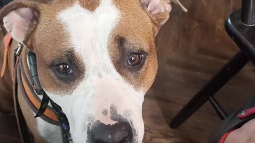 Үйлену тойындағы армян билері