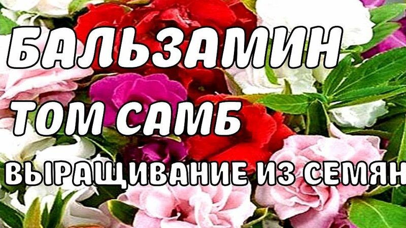 Как вырастить бальзамин из семян, всходы на 3 день! цветы бальзамин том ...