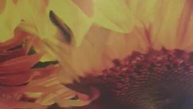 подсолнухи