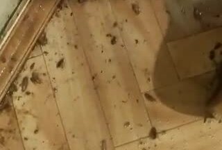 100 уничтоженных тараканов на кухне