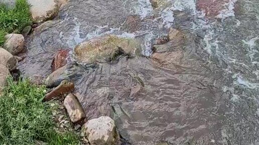 Porno: Ayolning jinsiy olatni kattalashgan.