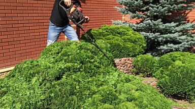 Стрижка туй в Самаре