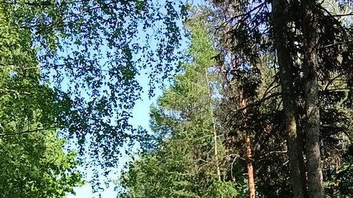 На территории «Парк Политехнического университета» — Яндекс Карты