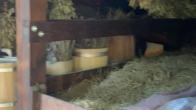 Парильщик на выезд