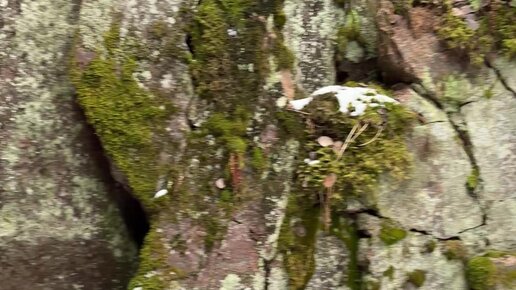 Азиялық БДСМ порно актрисалары