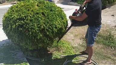 Стрижка туи Вудварди в Самаре