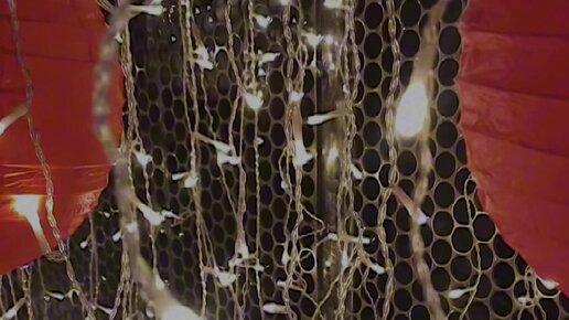 Фиб Халливелл порно