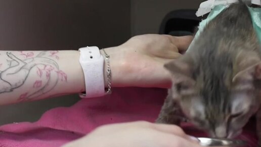 Хочу тату, посаветуйте, че где и почему лучше?