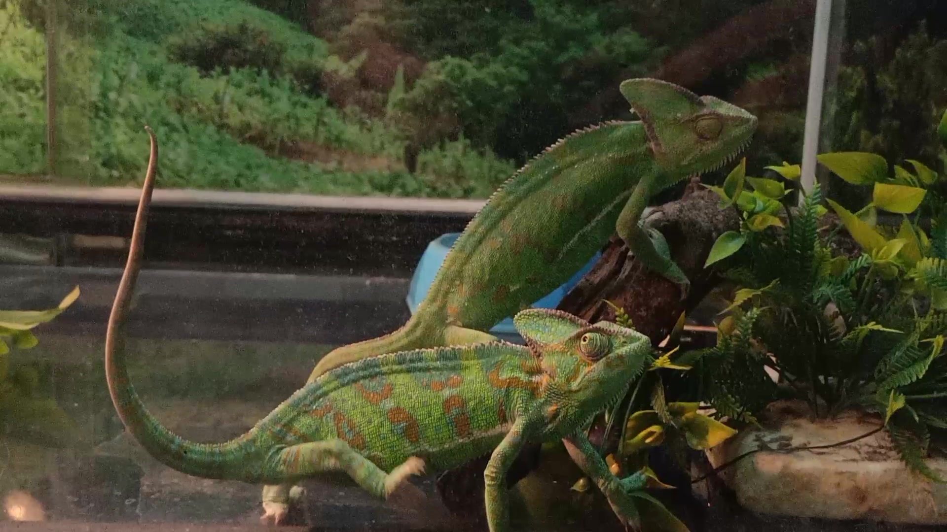 Толық қыздар төрт аяққа тұрып, трусиларын иіскеуге мүмкіндік береді