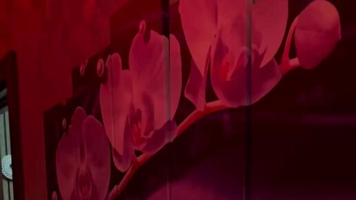 Порно бейнелердегі жоғалған камералар