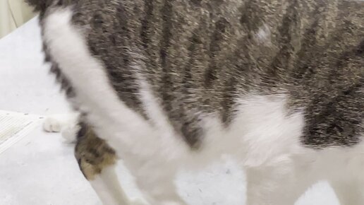 Porno kabellar bilan ayollar