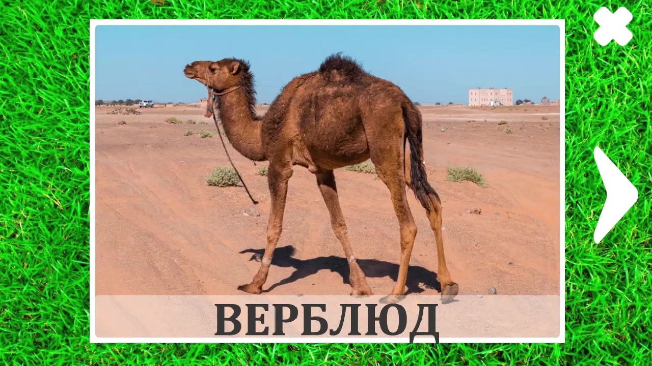 Животные для детей и их звуки
