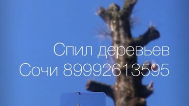 Спил дерева с краном