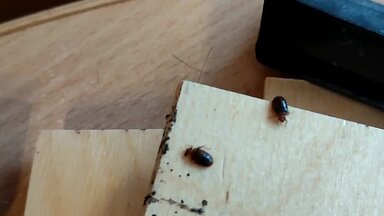 Клиент не знал кто кусает? Спец нашëл сразу (Постельные клопы