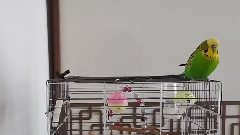 Болтливый и смешной попугай Кеша/Говорящий попугай - Смотреть онлайн в ...
