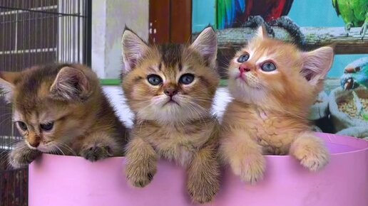 Eng ehtirosli lickers porno videolar