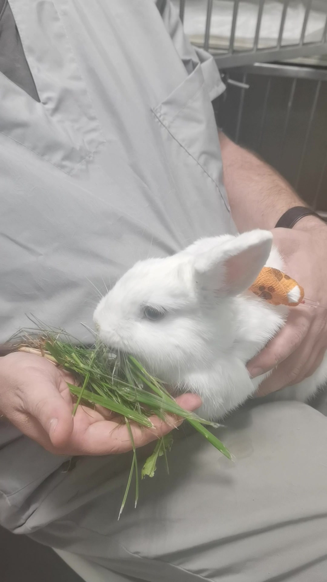 Кондор, ветеринарная клиника, Олимпийская ул., 29, корп. 1, микрорайон ...