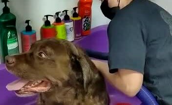 Экспресс линька