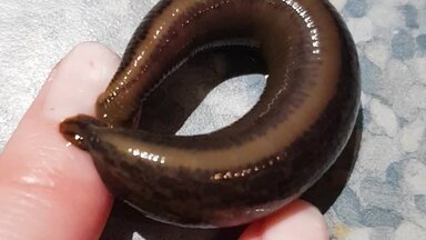 ГИРУДОТЕРАПИЯ