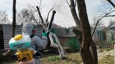Обработка деревьев