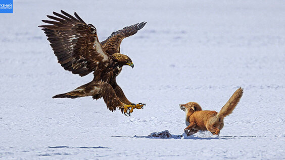 Беркут В ДЕЛЕ! Крылатый хищник нападающий на лисиц и волков! Беркут против  оленя... - поиск Яндекса по видео