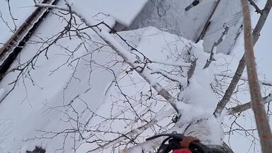 Заказчик решил сам спилить свою березу, дерево упало к нему крышу! Помое