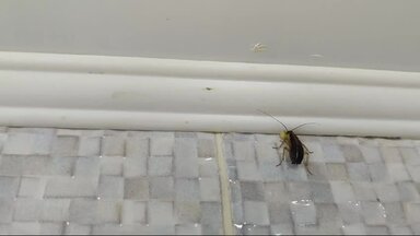 Гель от тараканов в работе
